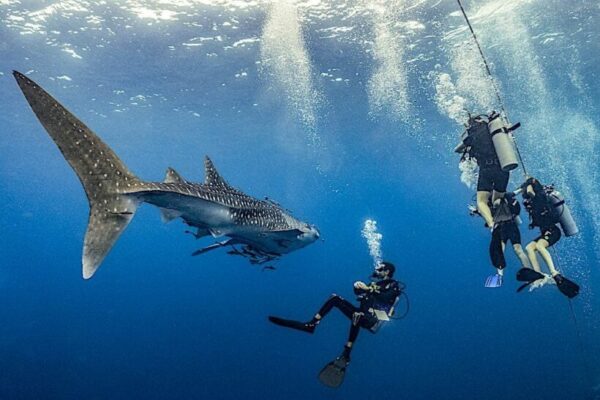 Exploring the Depths of Thailand: Dive into an Underwater Wonderland