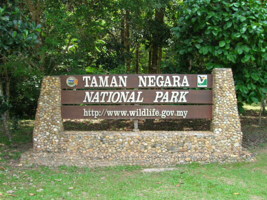 My Unforgettable Journey to Taman Negara: A Walk on the Wild Side